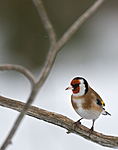 BB 10 0038 / Carduelis carduelis / Stillits